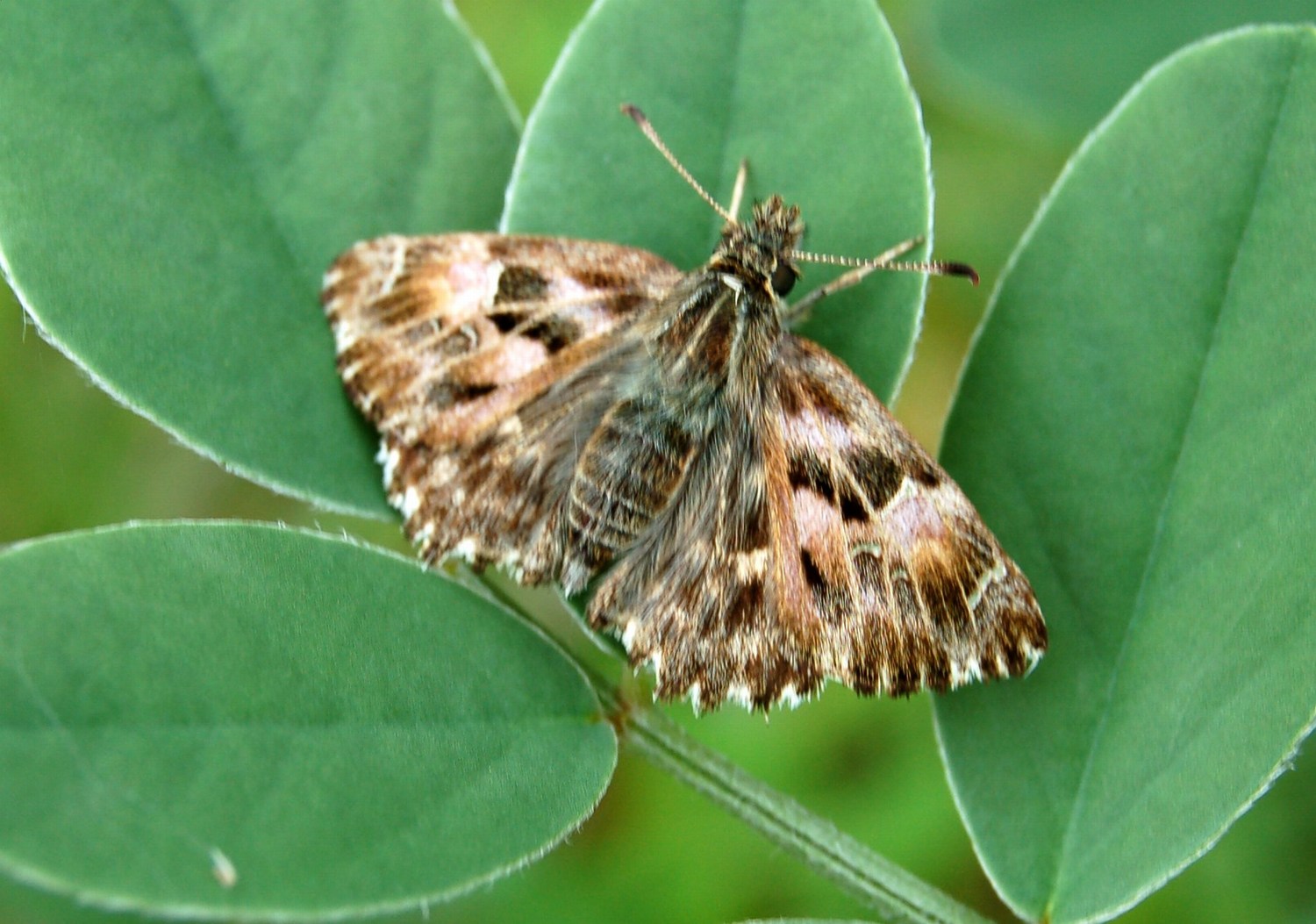 Farfalle brune